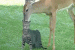 1249634644_deer_licking_cat