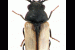 80-beetles
