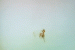 run-bambi-run