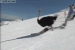 skiing-ostrich