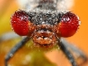 dew_fly
