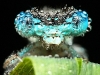 dew_moth