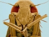 electron-microscope-006