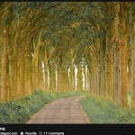 fairy-lane