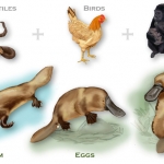 platypus1