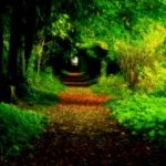 tree-tunnel-road