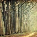 trees-along-the-way