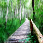 wooden-path