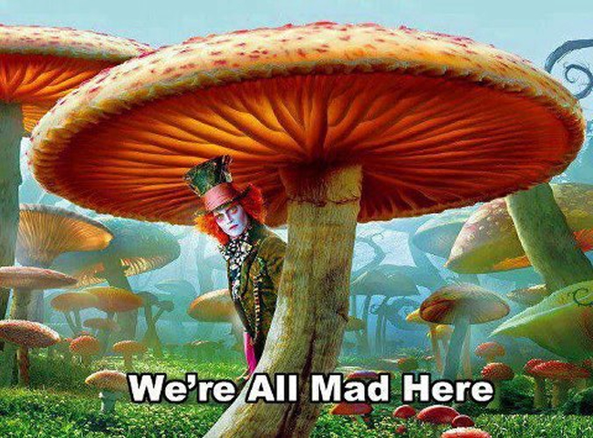 WE'RE ALL MAD HERE