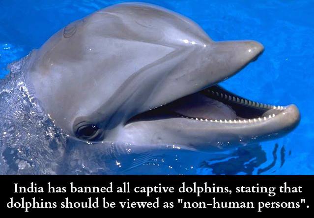 Dolphin non-human person