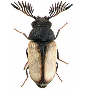 80-beetles