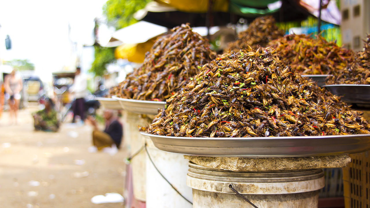 insects-feeding-the-world